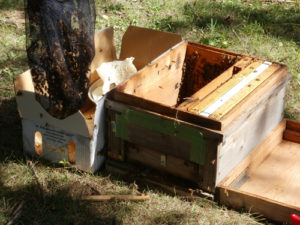 養蜂箱へのミツバチの引っ越し天然ミツバチの巣から蜜蝋キャンドル作りに挑戦【手作りミツバチろうそく】