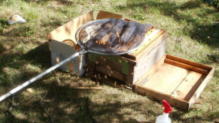 養蜂箱へのミツバチの引っ越し
