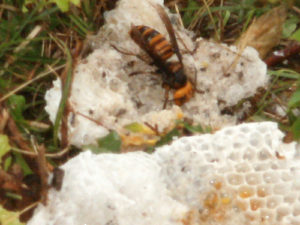 崩れたセイヨウミツバチの巣に襲いかかるオオスズメバチ　天然ミツバチの巣から蜜蝋キャンドル作りに挑戦【手作りミツバチろうそく】