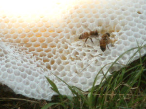 セイヨウミツバチ　天然ミツバチの巣から蜜蝋キャンドル作りに挑戦【手作りミツバチろうそく】