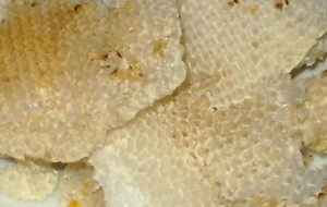 綺麗なミツバチの巣ハニカム構造　天然ミツバチの巣から蜜蝋キャンドル作りに挑戦【手作りミツバチろうそく】